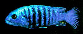Labidochromis freibergi, male, underwater photo by Ad Konings, used by permission