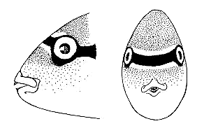 Labidochromis gigas, head of male, showing pigment
pattern; from Lewis (1982)