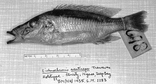 Lichnochromis acuticeps, holotype, photo copyright © by M. K. Oliver