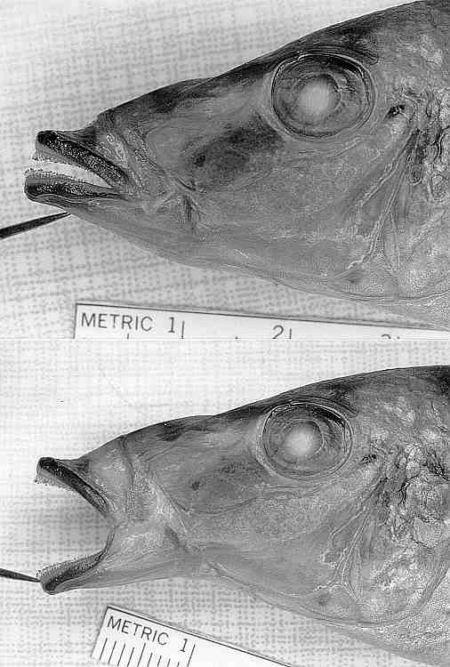 Lichnochromis acuticeps, holotype, mouth closeups,
photos copyright © by M. K. Oliver