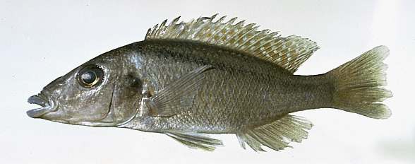Lichnochromis acuticeps, photo copyright © by M. K. Oliver