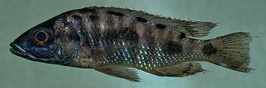Otopharynx lithobates holotype; photo © by M.K. Oliver, Ph.D.
