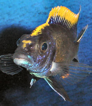 Male O. lithobates in an aquarium, frontal 'blaze'; photo © by M.K. Oliver, Ph.D.