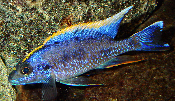 Male O. lithobates in an aquarium, photo © by M.K. Oliver, Ph.D.