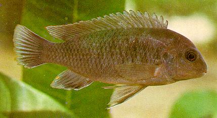Labidochromis mathotho, holotype; photo by Dr. Herbert R. Axelrod, from
Burgess & Axelrod (1976)