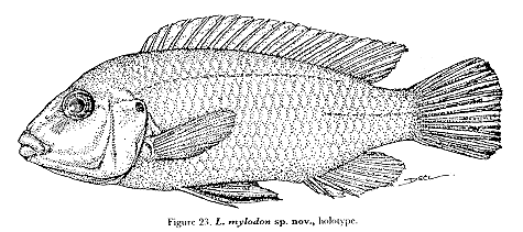 Labidochromis mylodon, holotype, from Lewis (1982)