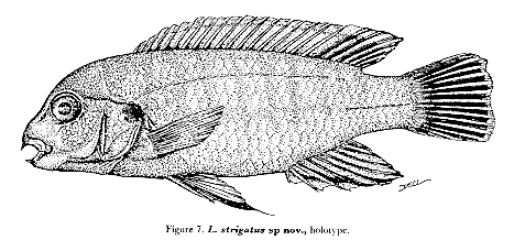 Labidochromis strigatus, holotype; from Lewis (1982)