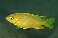 Maylandia flavifemina, female at Maleri Island; photo © by Larry Johnson, used by permission