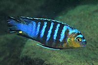 Maylandia flavifemina, male at Maleri Island; photo © by Larry Johnson, used by permission