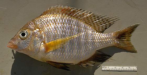 Lethrinops macracanthus, photo copyright © by M. K. Oliver