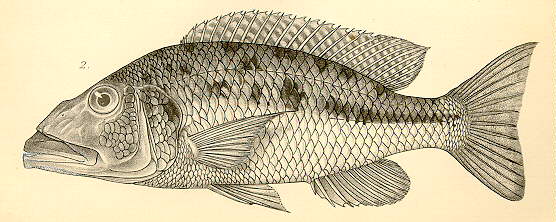 Tyrannochromis macrostoma, drawing from Regan (1922)