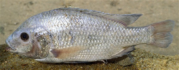 Oreochromis squamipinnis from L. Malombe, photo © by G.F. Turner