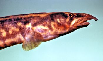 Aethiomastacembelus shiranus, photo © by M. K. Oliver