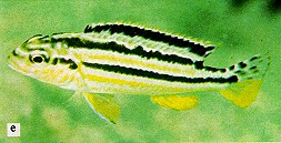 Melanochromis auratus, female; photo from Ribbink et al. (1983)
used by permission