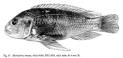 Maylandia benetos, illustration from Stauffer et al. (1997)