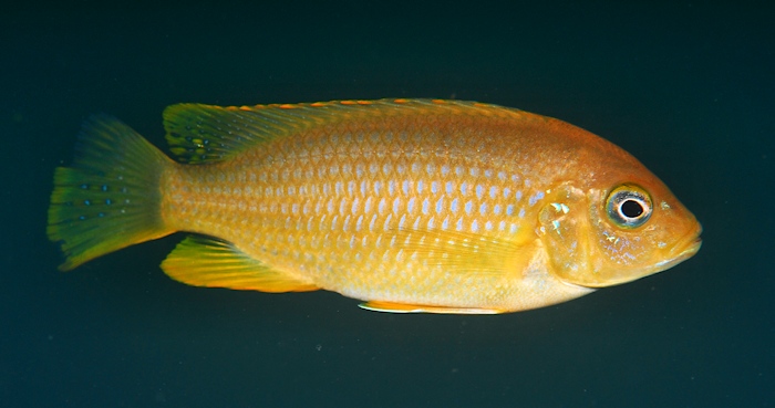 Maylandia flavifemina, female at Nankoma Island (in the Maleri Islands); photo © by Larry Johnson, used by permission