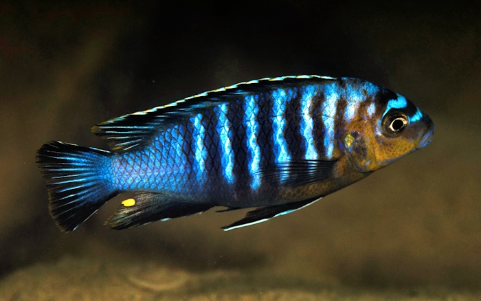 Maylandia flavifemina, male at Nankoma Island (in the Maleri Islands); photo © by Larry Johnson, used by permission