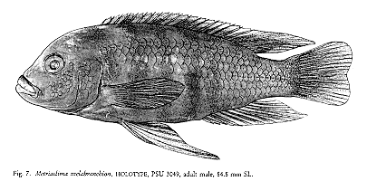 Maylandia melabranchion, illustration from Stauffer
et al. (1997)