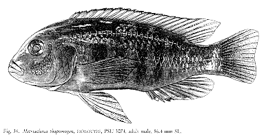 Maylandia thapsinogen, drawing of holotype from Stauffer et al. (1987);
used by permission