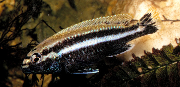 Melanochromis auratus, male; aquarium photo © M.K. Oliver, Ph.D.