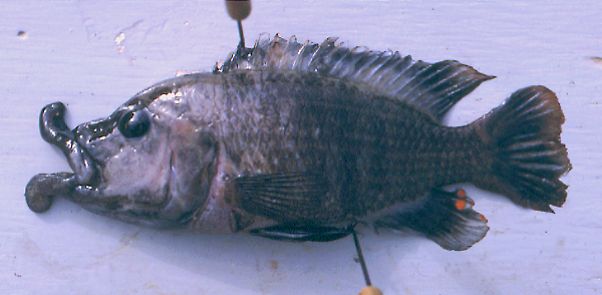 Adult male Abactochromis labrosus; photo © by M. K. Oliver