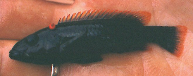 A tagged Melanochromis melanopterus, photo copyright © 2001 by M. K. Oliver