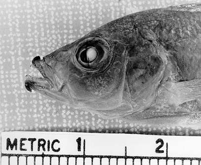 Abactochromis labrosus, head of holotype; photo © by M. K. Oliver