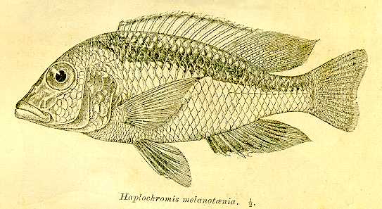 Mylochromis melanotaenia, drawing of lectotype
from Regan (1922)