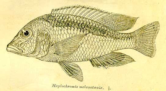 Mylochromis melanotaenia, drawing of lectotype
from Regan (1922)