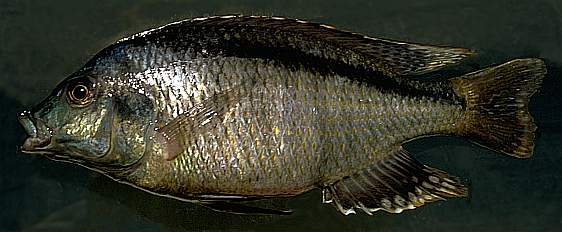 Platygnathochromis melanonotus, photo copyright © by M. K. Oliver