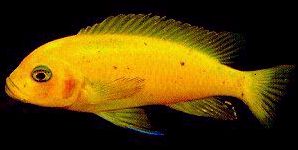 Maylandia estherae,
yellow female photographed by Ad Konings