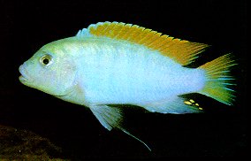 Maylandia greshakei,
photo by Ad Konings