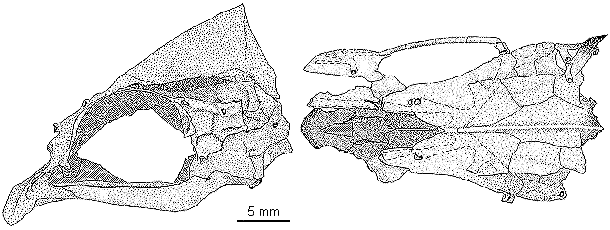 Skull of
Placidochromis milomo from Lake Malawi