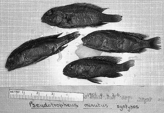 Chindongo minutus, 4 paratypes. Photo © by M. K. Oliver