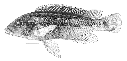Melanochromis lepidiadaptes, holotype; illustration from Bowers & Stauffer (1997)