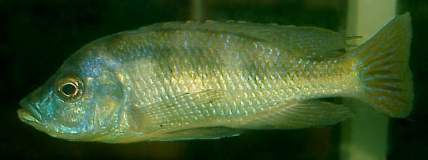 Mylochromis labidodon male, photo
copyright © by Carsten K. Larsen used by permission