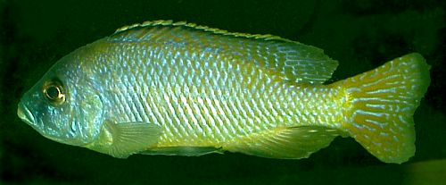 Male Mylochromis labidodon, photo © by Carsten K. Larsen used by permission