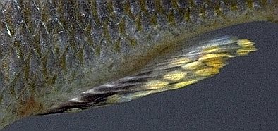 Anal fin of male Naevochromis chrysogaster, photo
copyright © by M. K. Oliver
