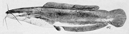 Clarias ngamensis, a clariid catfish
found in Lake Malawi; illustration from Jubb (1967), used by permission
of A. A. Balkema Publishers