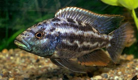 Nimbochromis sp. near N. pardalis, photo copyright ©
by M. K. Oliver