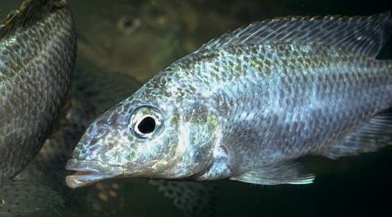 Nimbochromis linni, photo copyright © by M. K.
Oliver