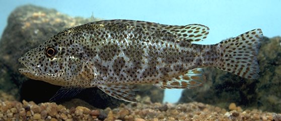 Nimbochromis polystigma, photo copyright © by M. K.
Oliver