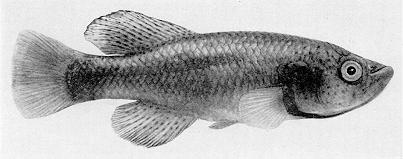 Nothobranchius orthonotus, a killifish sometimes
found in Lake Malawi; black & white photo from Jubb (1967), used by permission
of A. A. Balkema Publishers