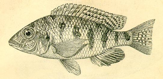 Eclectochromis ornatus holotype, from Regan (1922)