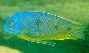 An Otopharynx species resembling
both O. auromarginatus and O. heterodon, photo copyright © African Trading AB