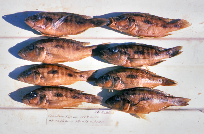 A paratype of Otopharynx brooksi, immediately after collection. Photo © by M. K. Oliver