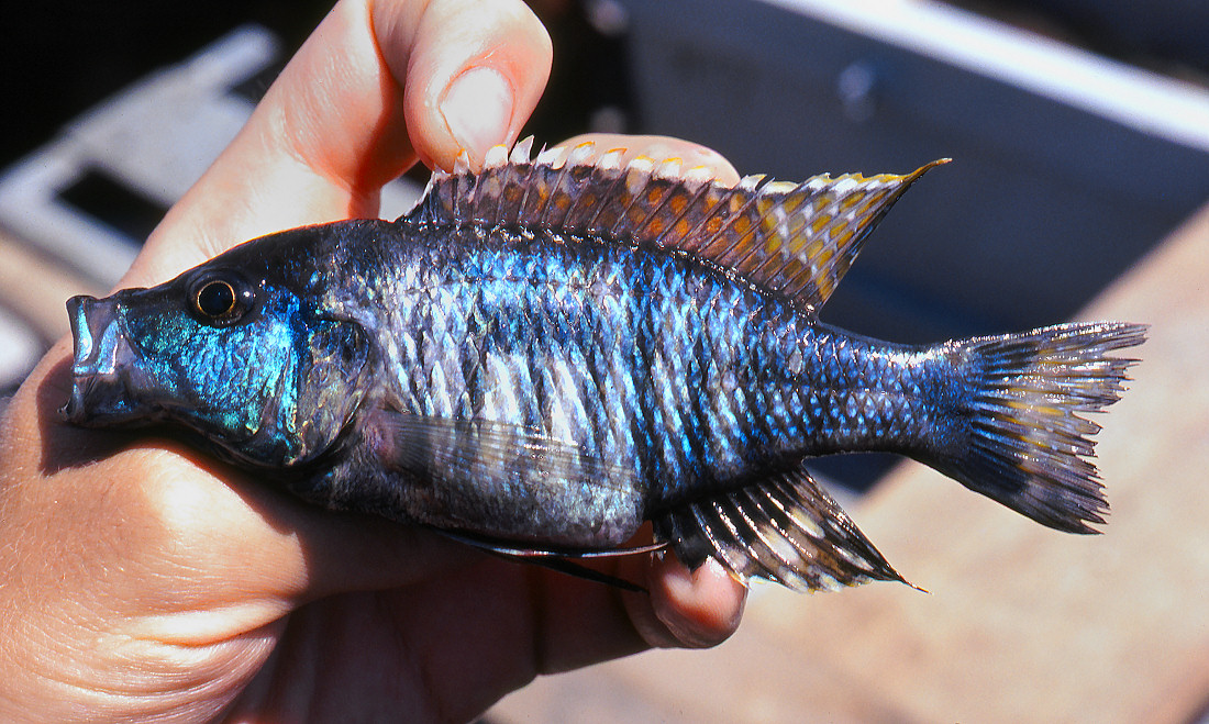 A paratype of Otopharynx brooksi, immediately after collection. Photo © by M. K. Oliver