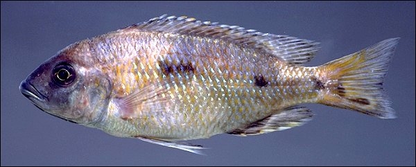 Otopharynx ovatus, photo copyright © 2000 by M. K. Oliver
