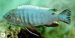 Pseudotropheus
'aggressive gray,' photo from Ribbink et al. (1983)