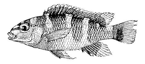 Maylandia crabro, drawing from
Ribbink and Lewis (1982)